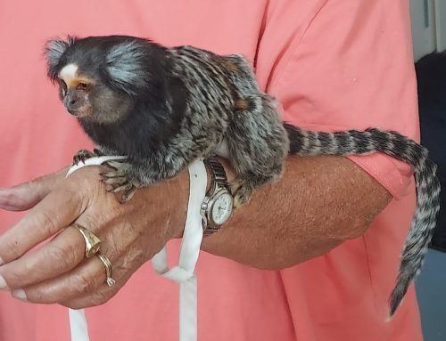 Ready, Marmoset, Go?